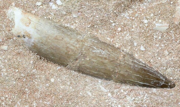 Fossil Plesiosaur (Zarafasaura) Tooth In Rock #56407